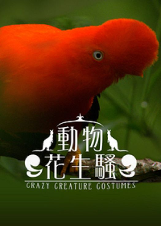 动物花生骚-粤语