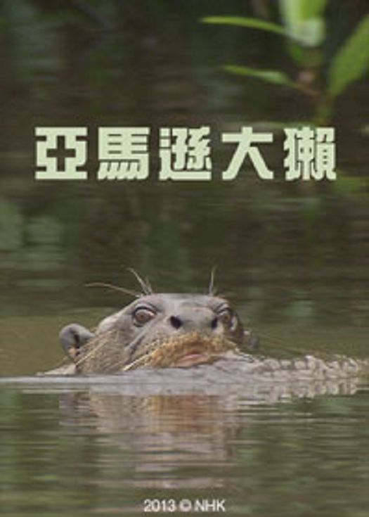 亚马逊大獭-粤语